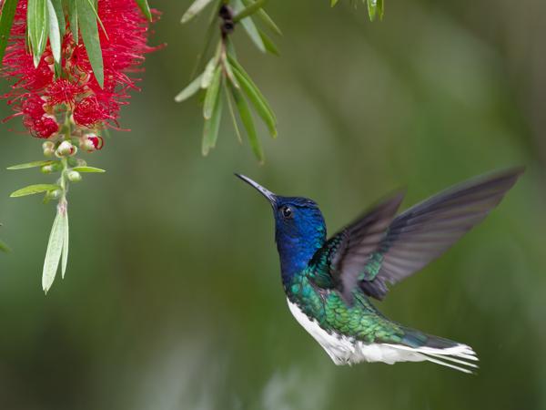 <h3><a href="/trips/costa-rica/biota/animalia/chordata/aves/033 apodiformes/004 trochilidae/florisuga mellivora/florisuga mellivora-nl.html">Florisuga&nbsp;mellivora</a> / White‑necked&nbsp;jacobin / Witnekkolibrie</h3>OM-1 Mark II met OLYMPUS M.150-400mm F4.5, 1/640 sec  bij F4.5, ISO 10000, afstand 6.13&nbsp;m